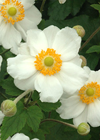 Anemone x hybrida 'Coupe d'Argent'